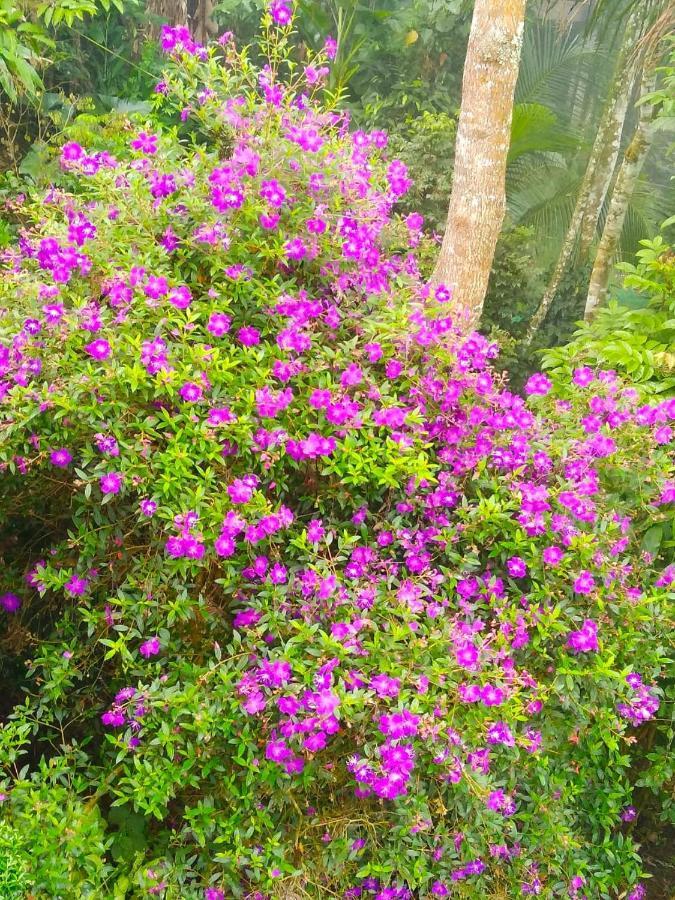 Spring And Valley View Thekkady Eksteriør billede